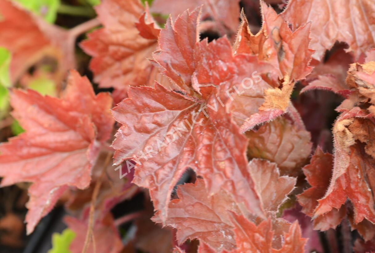 Dlužicha 'Cappuccino' - Heuchera hybrida 'Cappuccino'