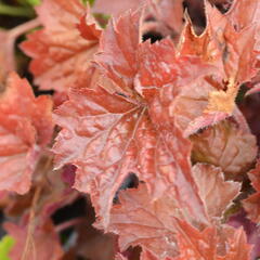 Dlužicha 'Cappuccino' - Heuchera hybrida 'Cappuccino'