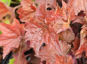 Dlužicha 'Cappuccino' - Heuchera hybrida 'Cappuccino'