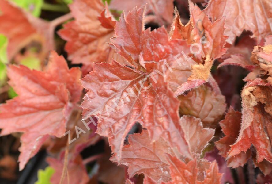 Dlužicha 'Cappuccino' - Heuchera hybrida 'Cappuccino'
