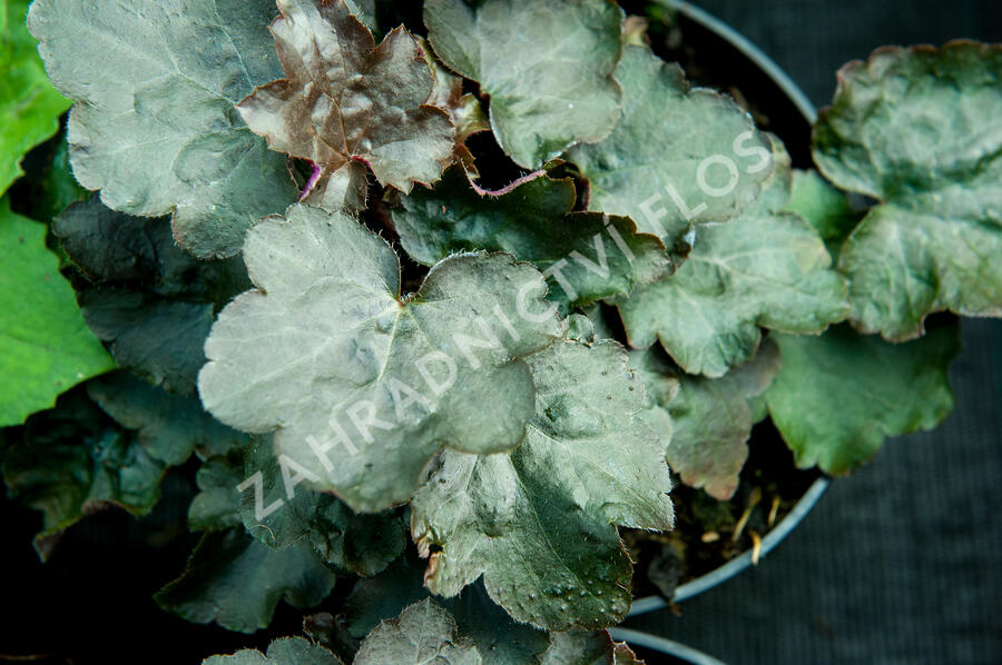Dlužicha 'Cappuccino' - Heuchera hybrida 'Cappuccino'