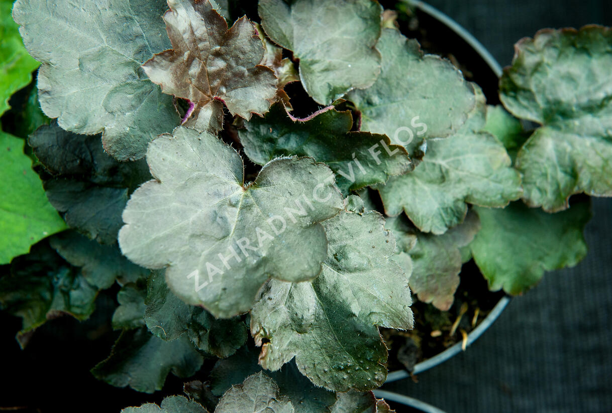 Dlužicha 'Cappuccino' - Heuchera hybrida 'Cappuccino'