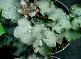 Dlužicha 'Cappuccino' - Heuchera hybrida 'Cappuccino'