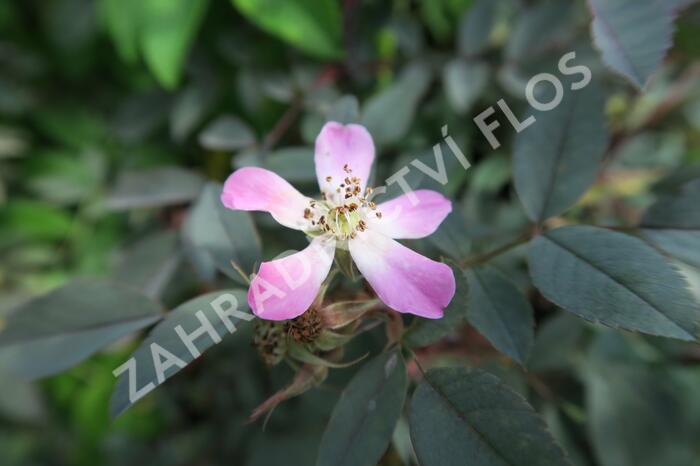 Růže sivá - Rosa glauca