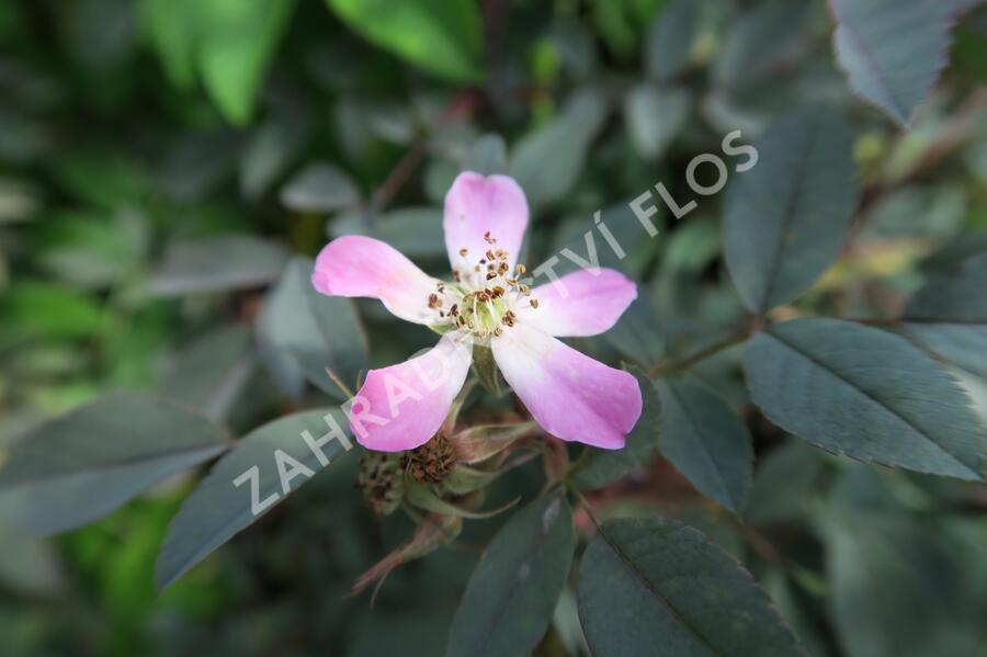 Růže sivá - Rosa glauca