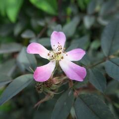 Růže sivá - Rosa glauca