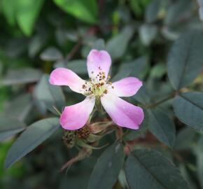 Růže sivá - Rosa glauca