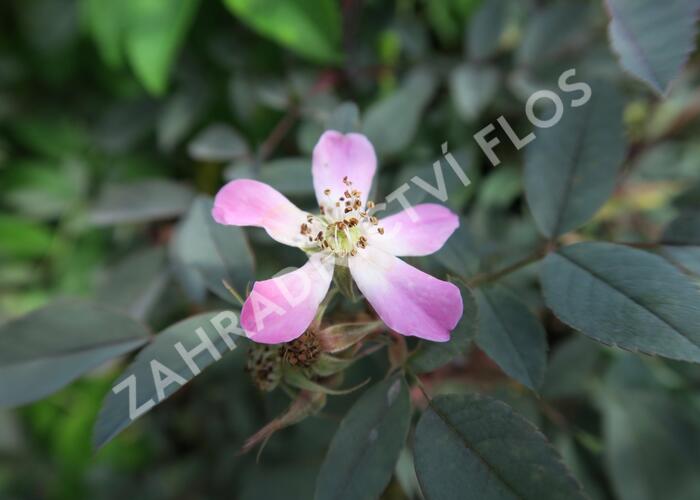 Růže sivá - Rosa glauca