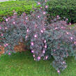 Růže sivá - Rosa glauca
