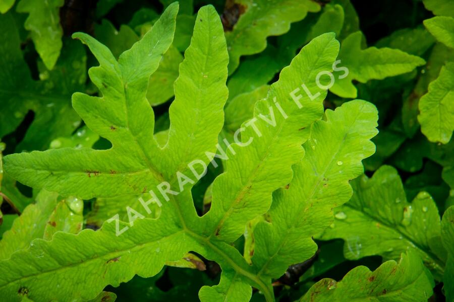 Kapradiník bažinný - Thelypteris palustris