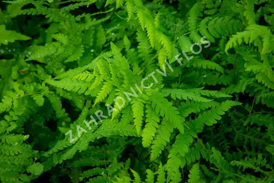 Kapradiník bažinný - Thelypteris palustris