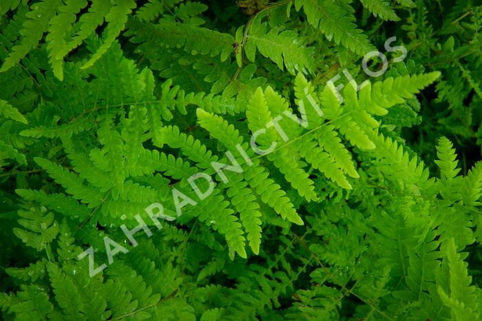 Kapradiník bažinný - Thelypteris palustris