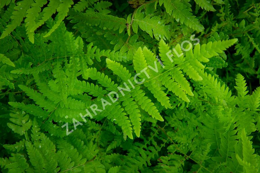 Kapradiník bažinný - Thelypteris palustris