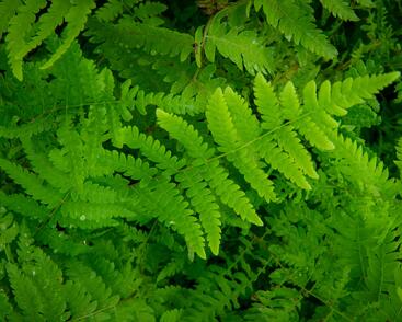 Kapradiník bažinný