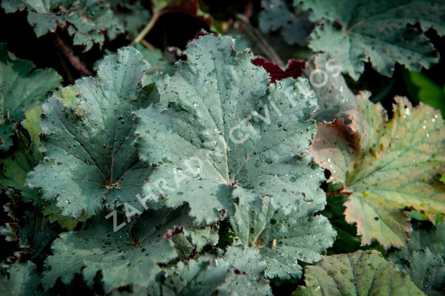 Dlužicha 'Binoche' - Heuchera 'Binoche'