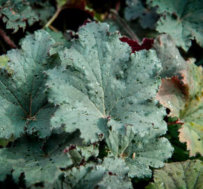 Dlužicha 'Binoche' - Heuchera 'Binoche'