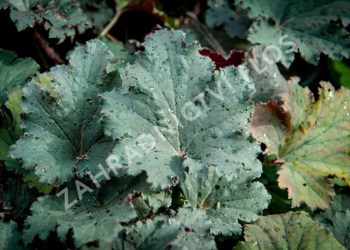Dlužicha 'Binoche' - Heuchera 'Binoche'