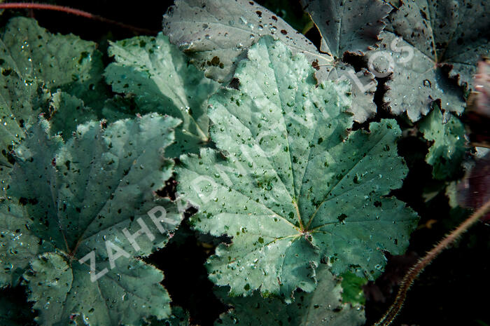 Dlužicha 'Binoche' - Heuchera 'Binoche'