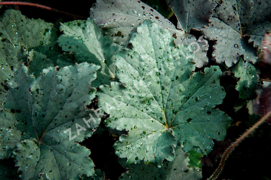 Dlužicha 'Binoche' - Heuchera 'Binoche'