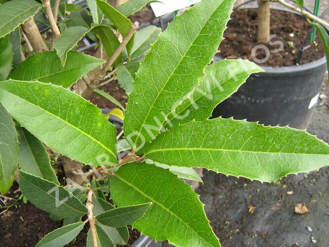 Vonokvětka - Osmanthus armatus