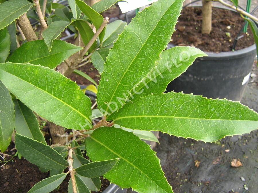 Vonokvětka - Osmanthus armatus