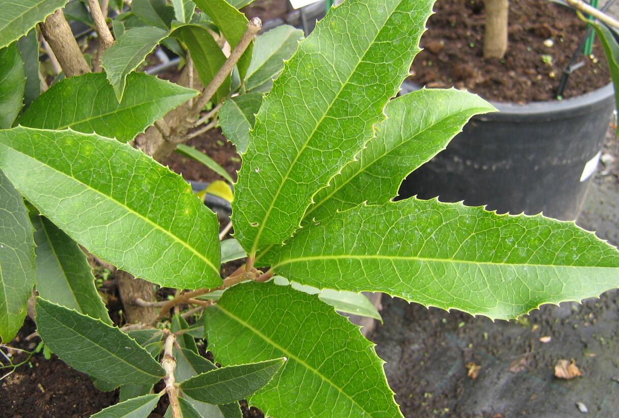 Vonokvětka - Osmanthus armatus