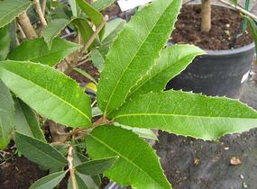 Vonokvětka - Osmanthus armatus