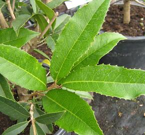 Vonokvětka - Osmanthus armatus