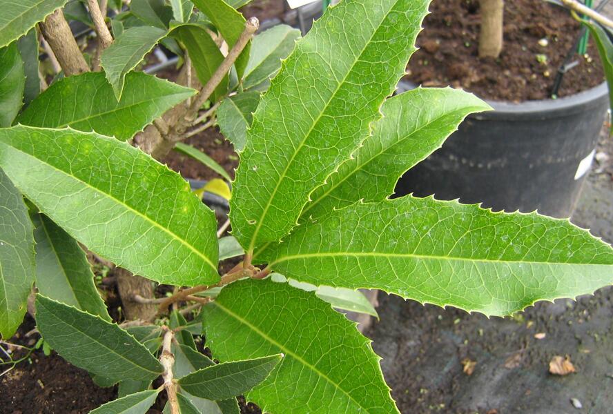 Vonokvětka - Osmanthus armatus