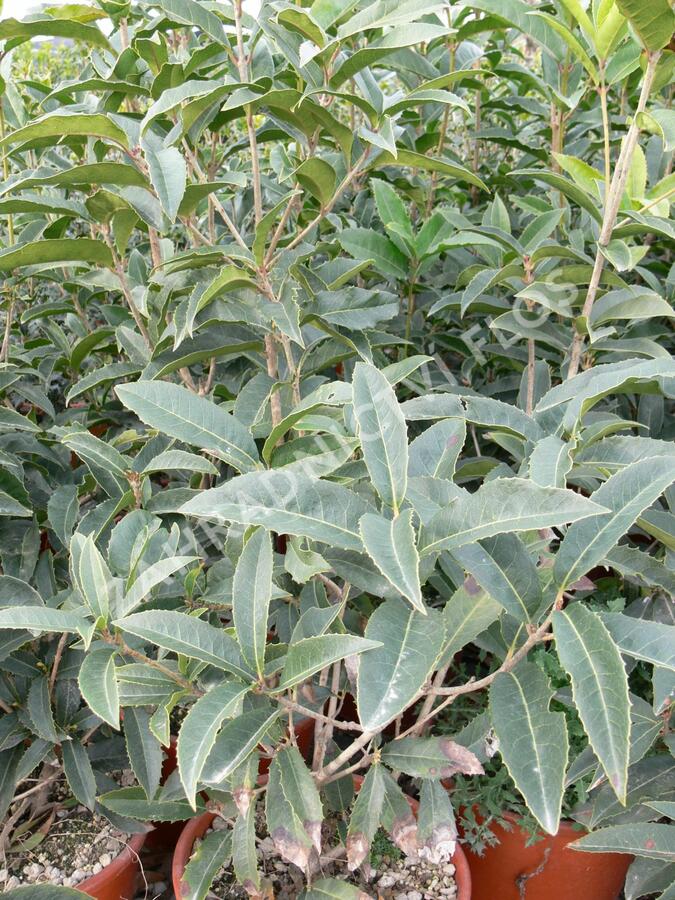 Vonokvětka - Osmanthus armatus