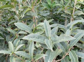 Vonokvětka - Osmanthus armatus