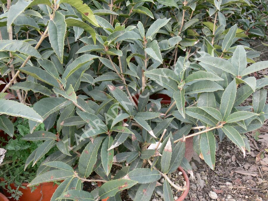 Vonokvětka - Osmanthus armatus