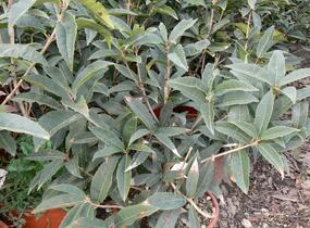 Vonokvětka - Osmanthus armatus