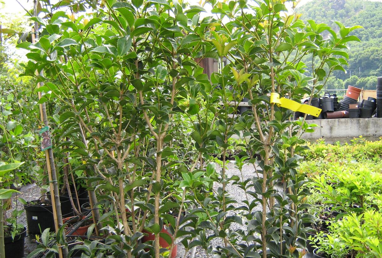 Vonokvětka cesmínolistá - Osmanthus aquifolium