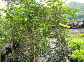 Vonokvětka cesmínolistá - Osmanthus aquifolium