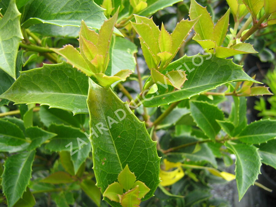 Vonokvětka cesmínolistá - Osmanthus aquifolium