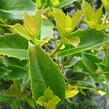 Vonokvětka cesmínolistá - Osmanthus aquifolium