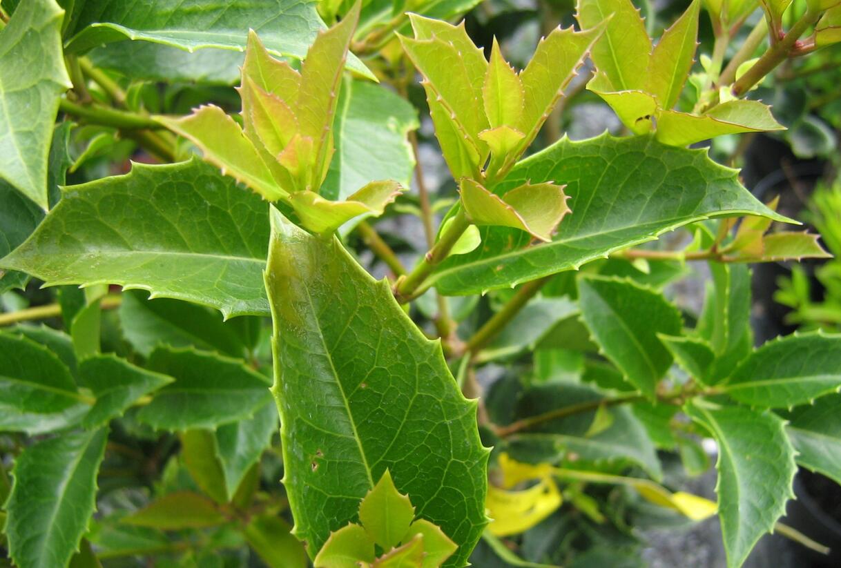 Vonokvětka cesmínolistá - Osmanthus aquifolium