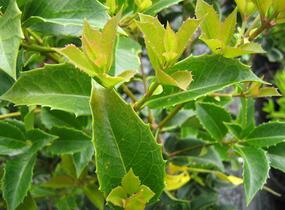 Vonokvětka cesmínolistá - Osmanthus aquifolium