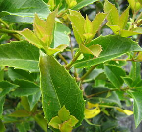 Vonokvětka cesmínolistá - Osmanthus aquifolium