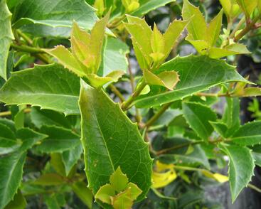 Vonokvětka cesmínolistá