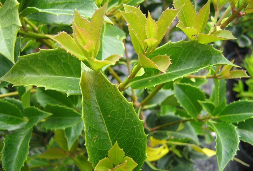 Vonokvětka cesmínolistá - Osmanthus aquifolium