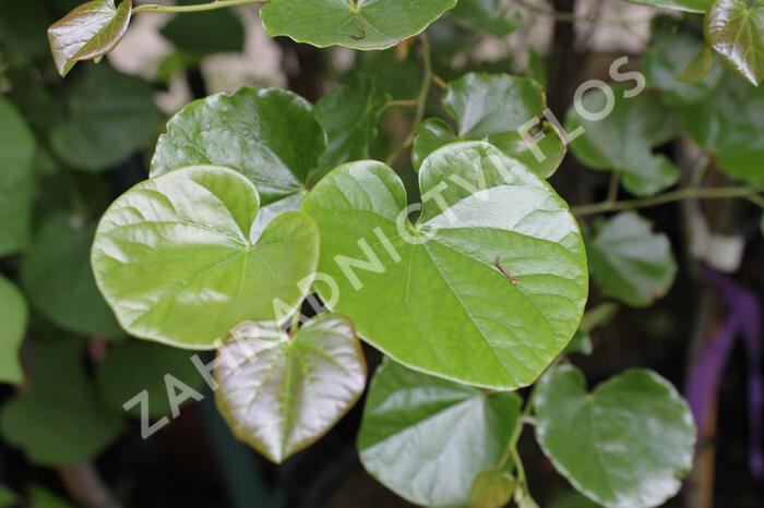 Zmarlika kanadská 'Oklahoma' - Cercis canadensis 'Oklahoma'