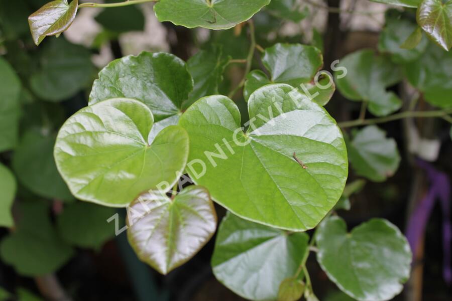 Zmarlika kanadská 'Oklahoma' - Cercis canadensis 'Oklahoma'