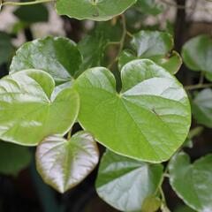 Zmarlika kanadská 'Oklahoma' - Cercis canadensis 'Oklahoma'