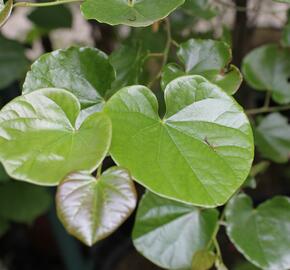 Zmarlika kanadská 'Oklahoma' - Cercis canadensis 'Oklahoma'