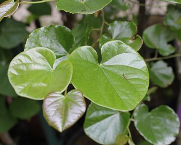 Zmarlika kanadská 'Oklahoma'