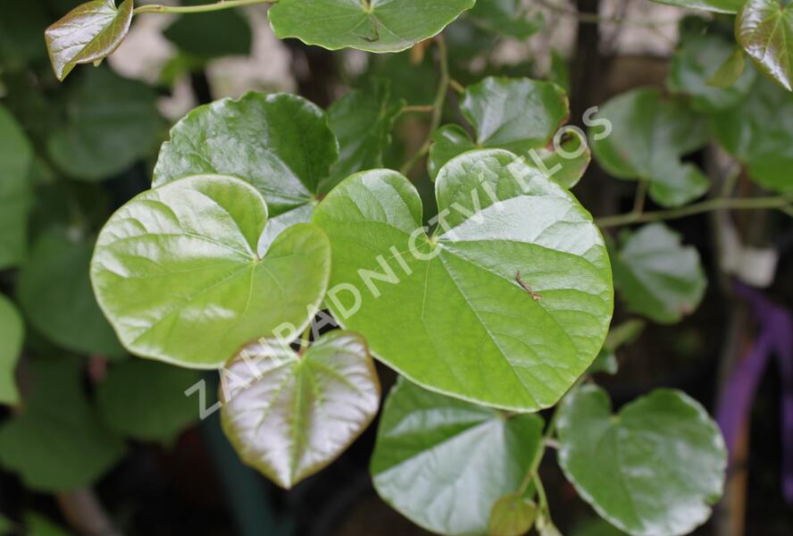 Zmarlika kanadská 'Oklahoma' - Cercis canadensis 'Oklahoma'