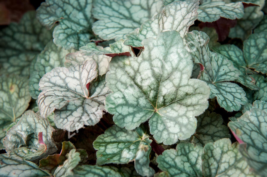 Dlužicha 'Bardot' - Heuchera hybrida 'Bardot'