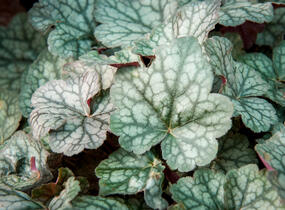 Dlužicha 'Bardot' - Heuchera hybrida 'Bardot'